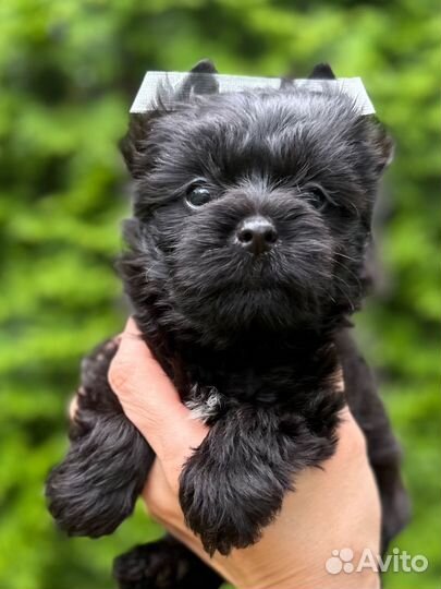 Шикарный черный йорк мальчик