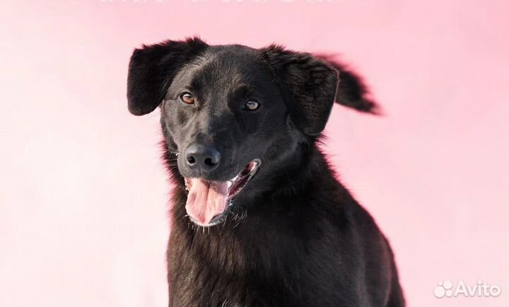 Игривый и счастливый пёс-подросток