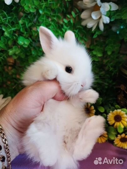 Кролики карликовые. Декоративные мини