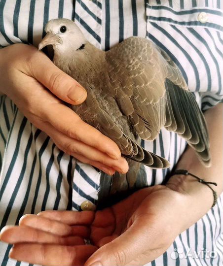 Горлица египетская