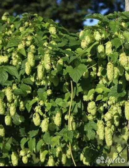 Дикий виноград