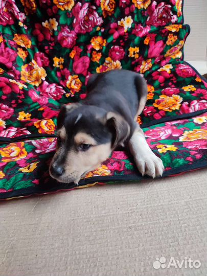 Мальчик, 1,5 мес