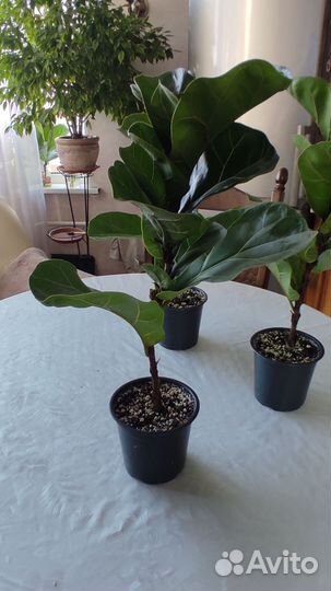 Фикус лирата