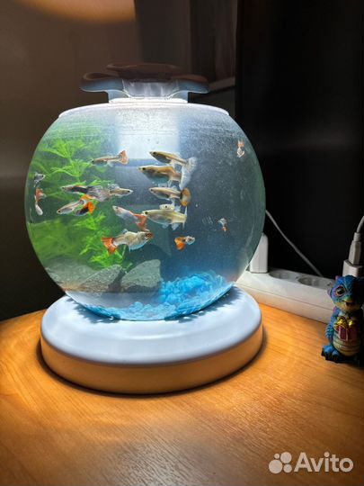 Отдам бесплатно рыбок