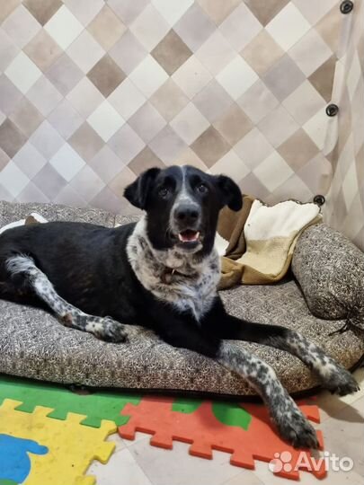 Собаки из приюта некрасовка