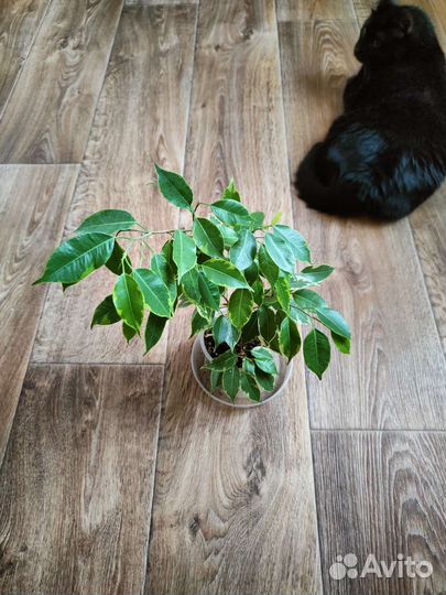 Фикус, лаванда, перец