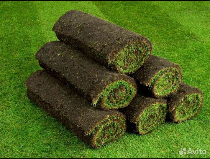 Рулонный газон укладка