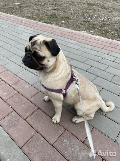 Передержка животных на время отпуска