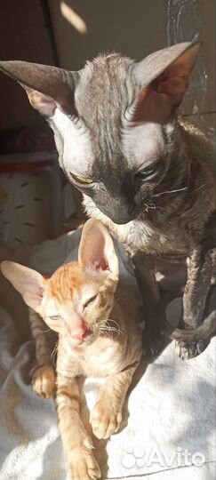 Котёнок мальчик