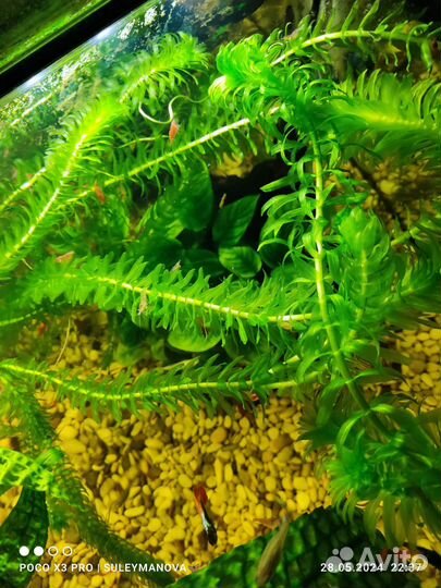 Гуппи самцы