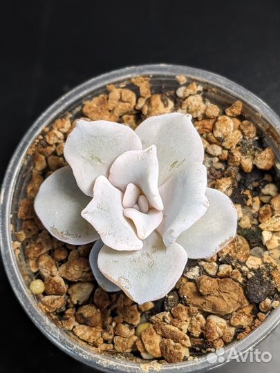 Суккуленты