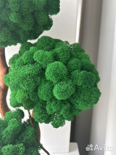 Декоративное дерево, ягель, подарок