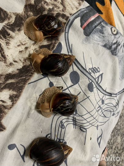 Улитки ахатины и ретикулята альбино