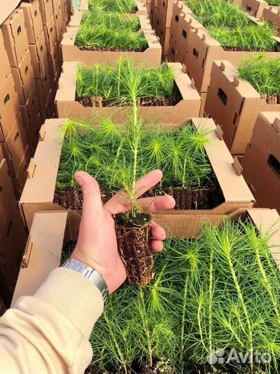 Сеянцы ели зкс опт