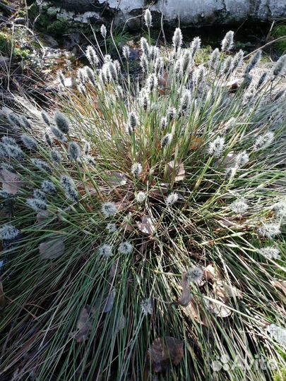 Пушица (саженцы)