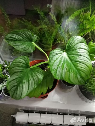 Филодендрон мамей