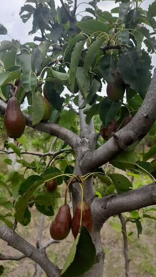 Дача 10 м² на участке 4 сот.