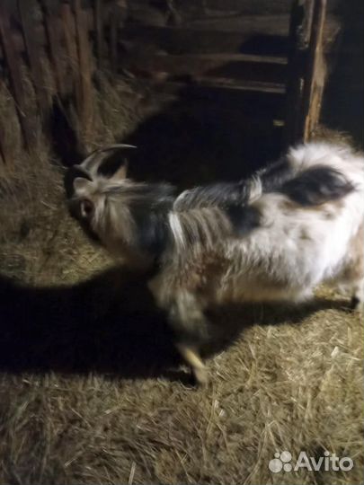 Козёл. 1 год