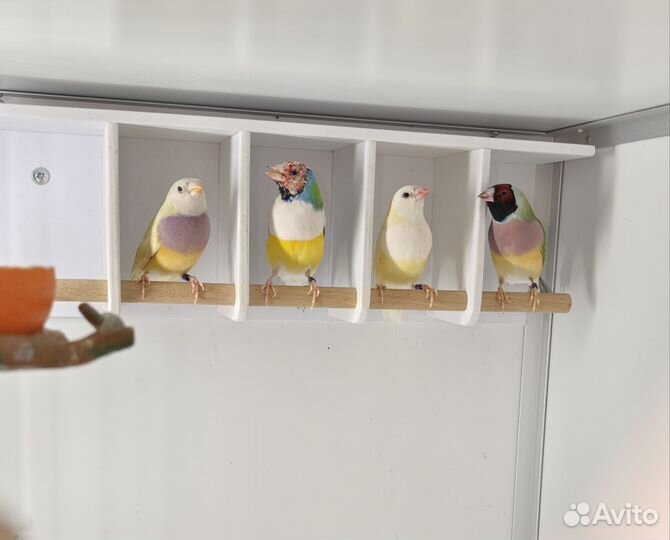 Амадины Гульда Самки