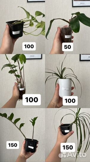 Комнатные цветы