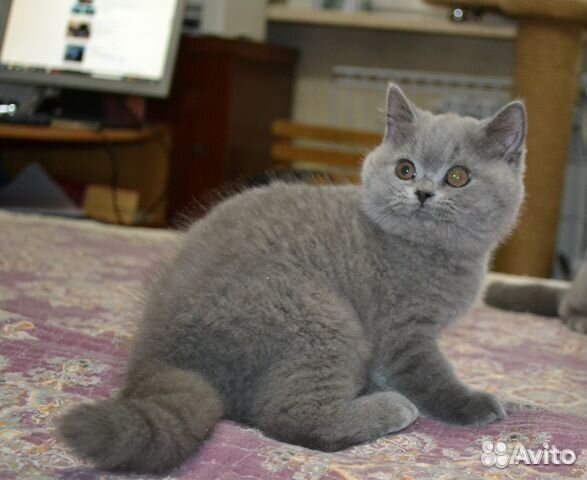 Британские голубые котята