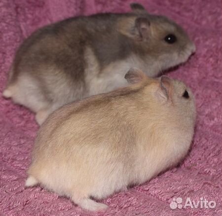 Красивые джунгарские хомячки из питомника