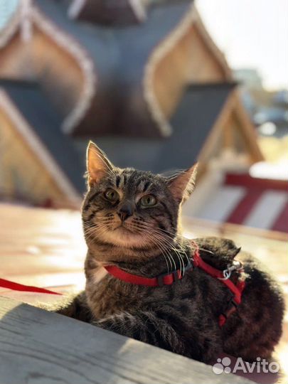 Котик Федя в поиске дома или передержки