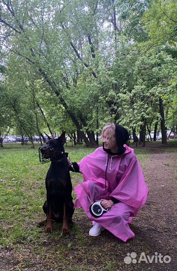 Выгул питомца, зооняня, догситтер