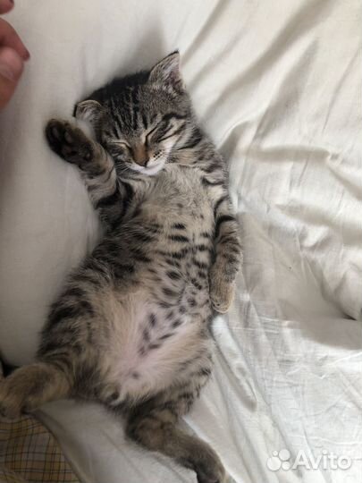 Котенок в добрые руки