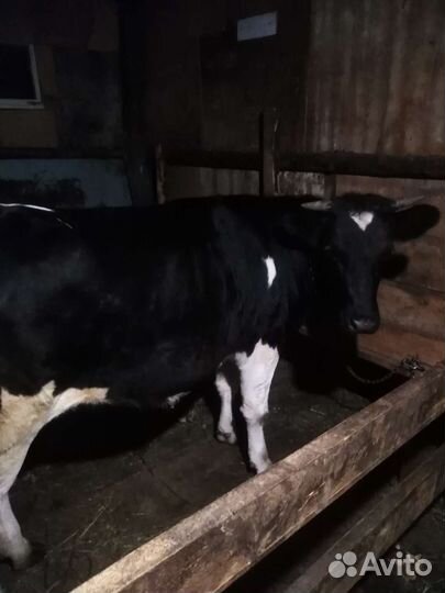 Корова дойная