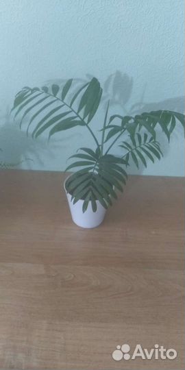 Монстера, папоротник, пальма Хамедория