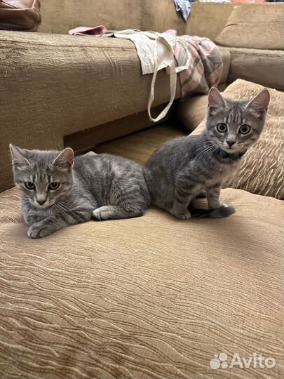 Котята в добрые руки девочки