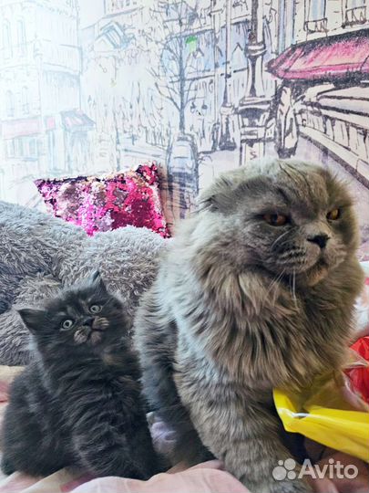 Шотландская прямоухая кошка