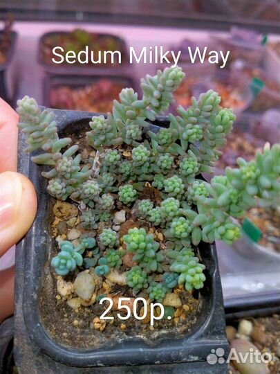 Суккуленты 3