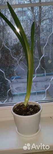 Хойя,гиперастру,м бегония