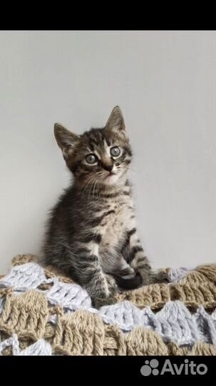 Котятки, в добрые, надежные руки