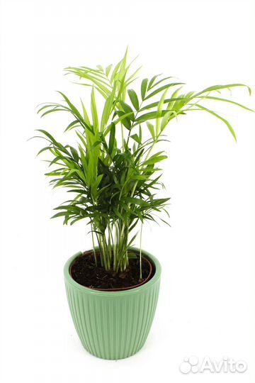 Хамедорея Элеганс в кашпо, цвет зеленый