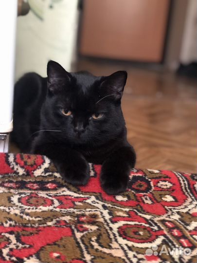 Кот на сводку