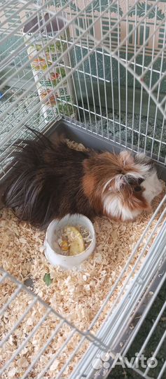 Морская свинка