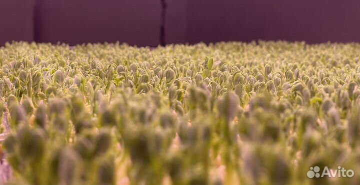 Микрозелень Рукола пикантная