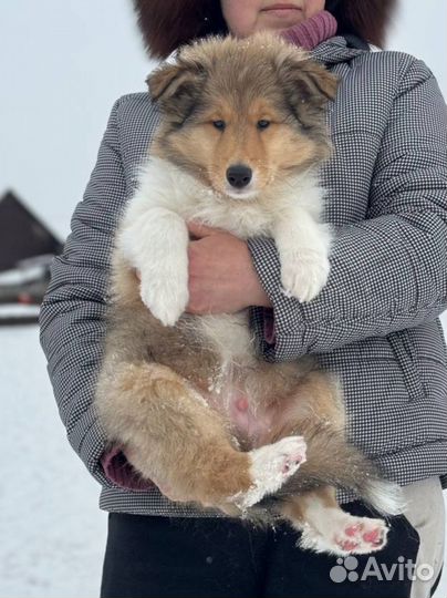 Колли щенки