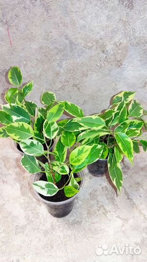 Фикус бенджамина кинки, голден моник