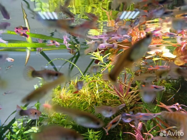 Аквариумные рыбки