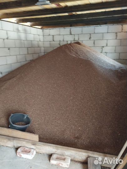 Семена гречихи