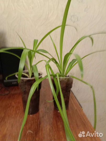 Хлорофитум