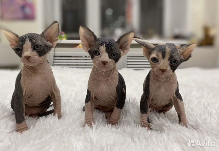 Канадский сфинкс