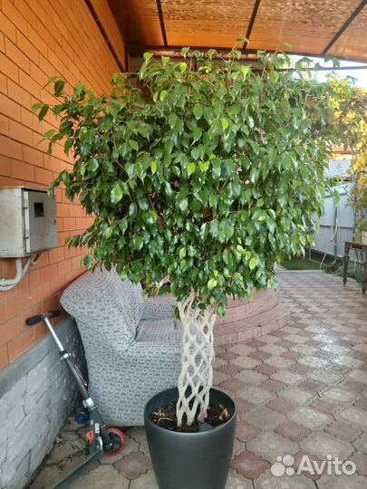 Фикус Бенджамина большой