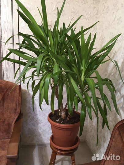 Пальма Юкка