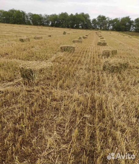 Сено в тюках