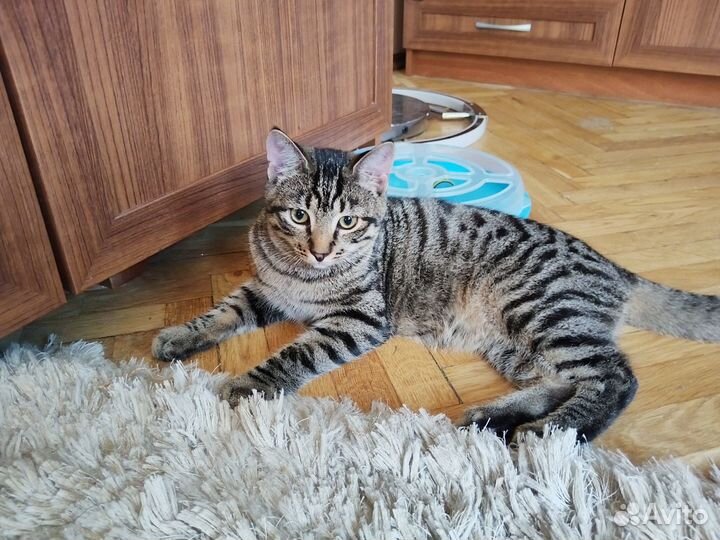 Максимилиан